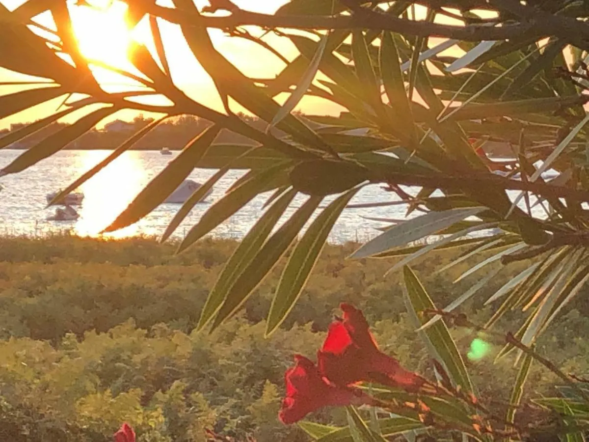 Villa Olive Grove Ferienhaus In Kroatien Direkt Am Meer Nahe Zadar Und Nin Privlaka  0*, Privlaka (Zadar)
